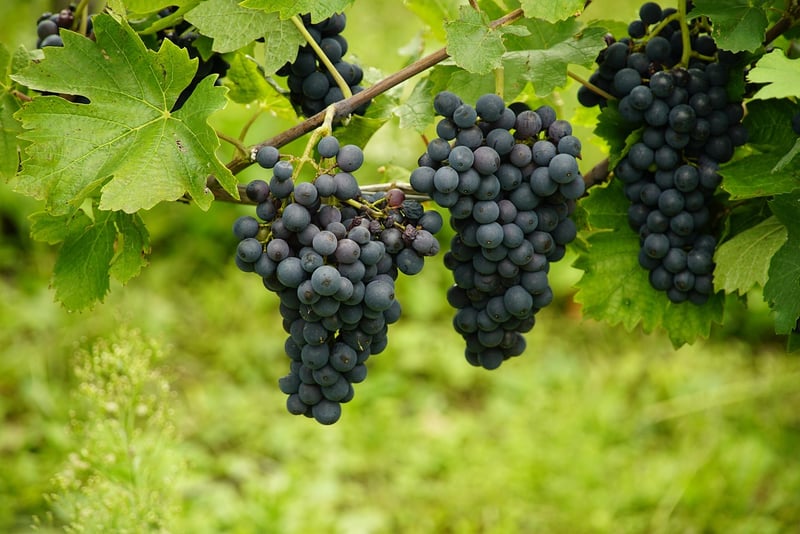 Griffin grapes
