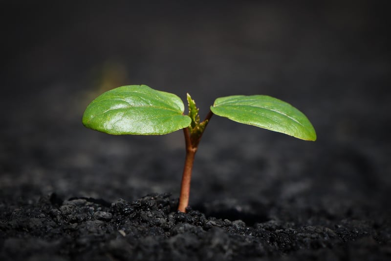 Spellbinding soil