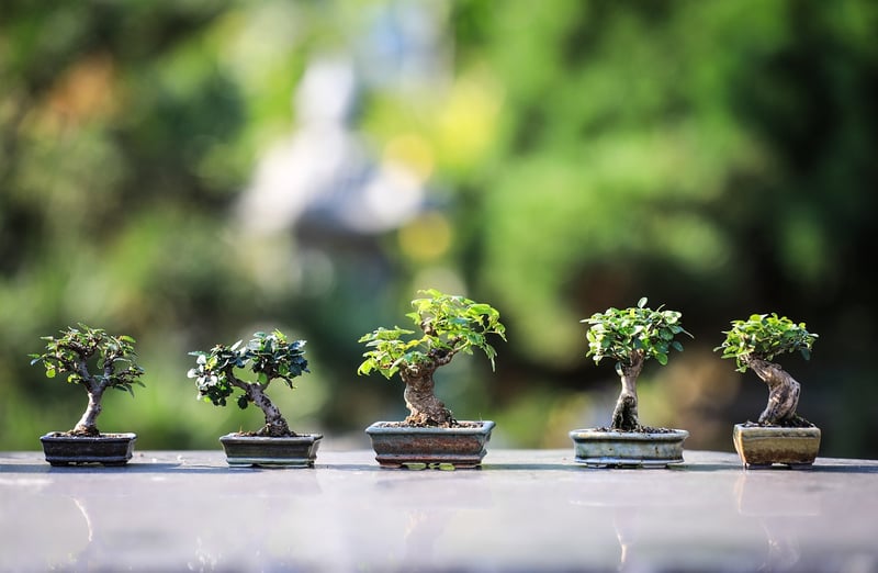 Garden Landscape